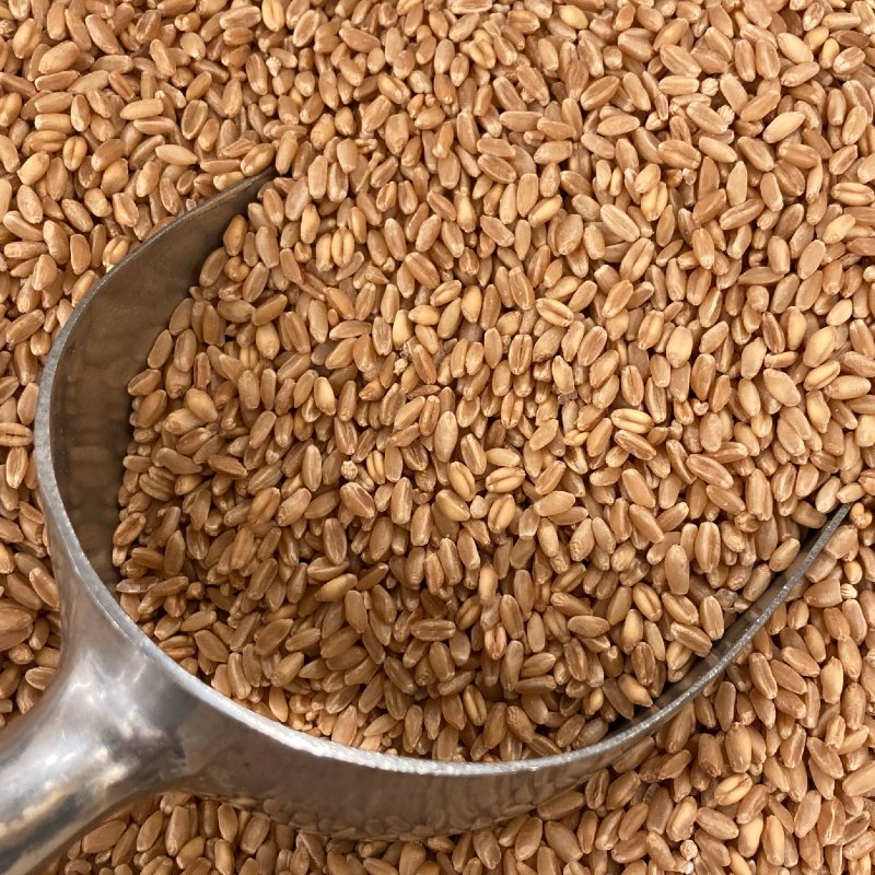 Wheat